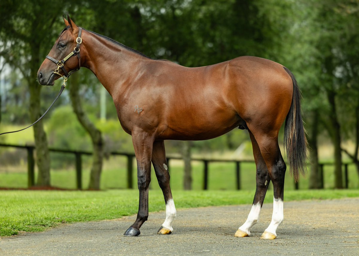 Rheinwood Pastoral Co tweet media