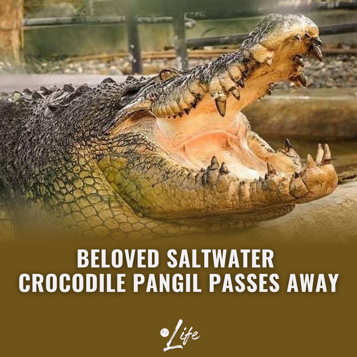tribunephl's tweet photo. Pangil, one of the Philippines' largest and most beloved saltwater crocodiles, has passed away at Davao Crocodile Park & Zoo due to metastatic squamous cell carcinoma. The zoo mourns the loss of this iconic animal, who inspired many with his strength and presence.
#Pangil #DailyTribune
Read more: https://t.co/nhGP5v3vpQ