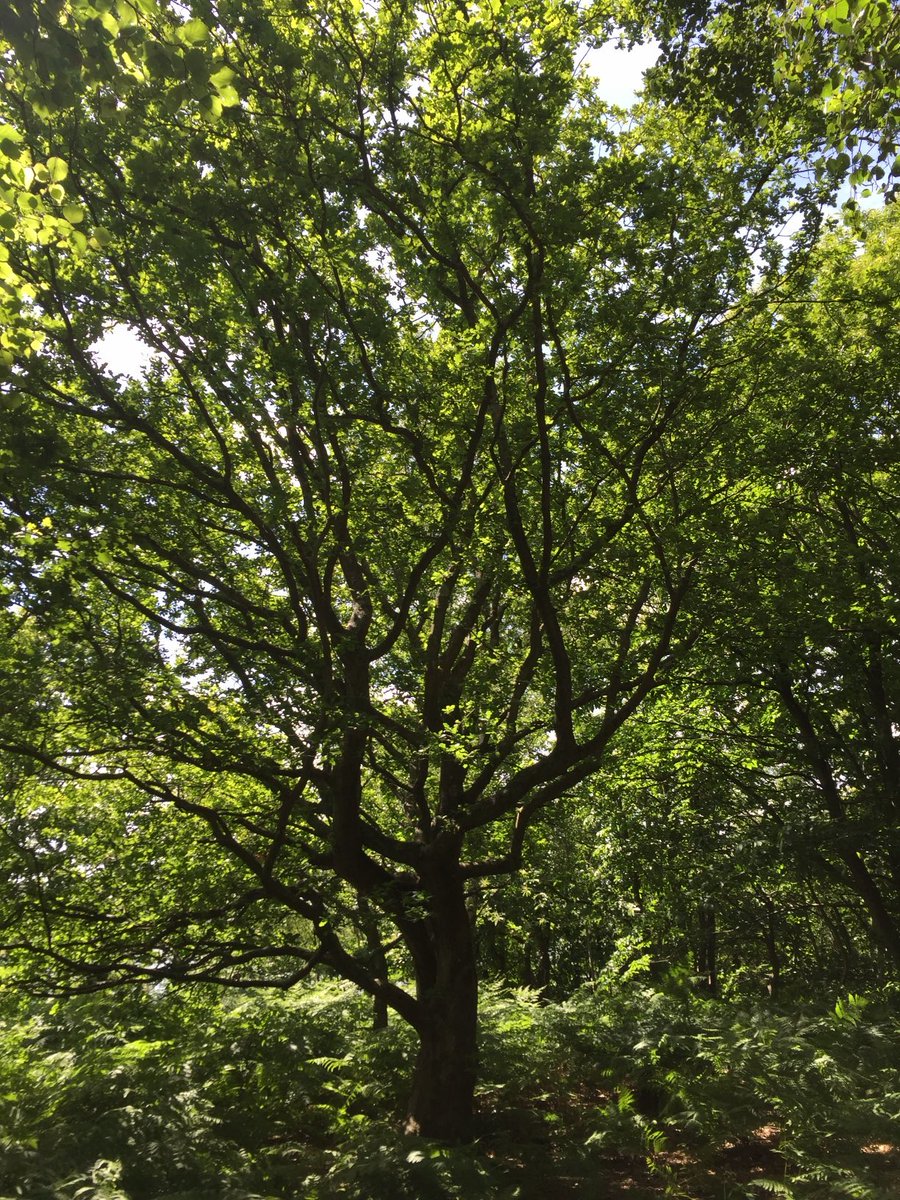 TheKentAcorn's tweet photo. You missed a bit of sky, Mr Oak https://t.co/EZw9gPXkbT