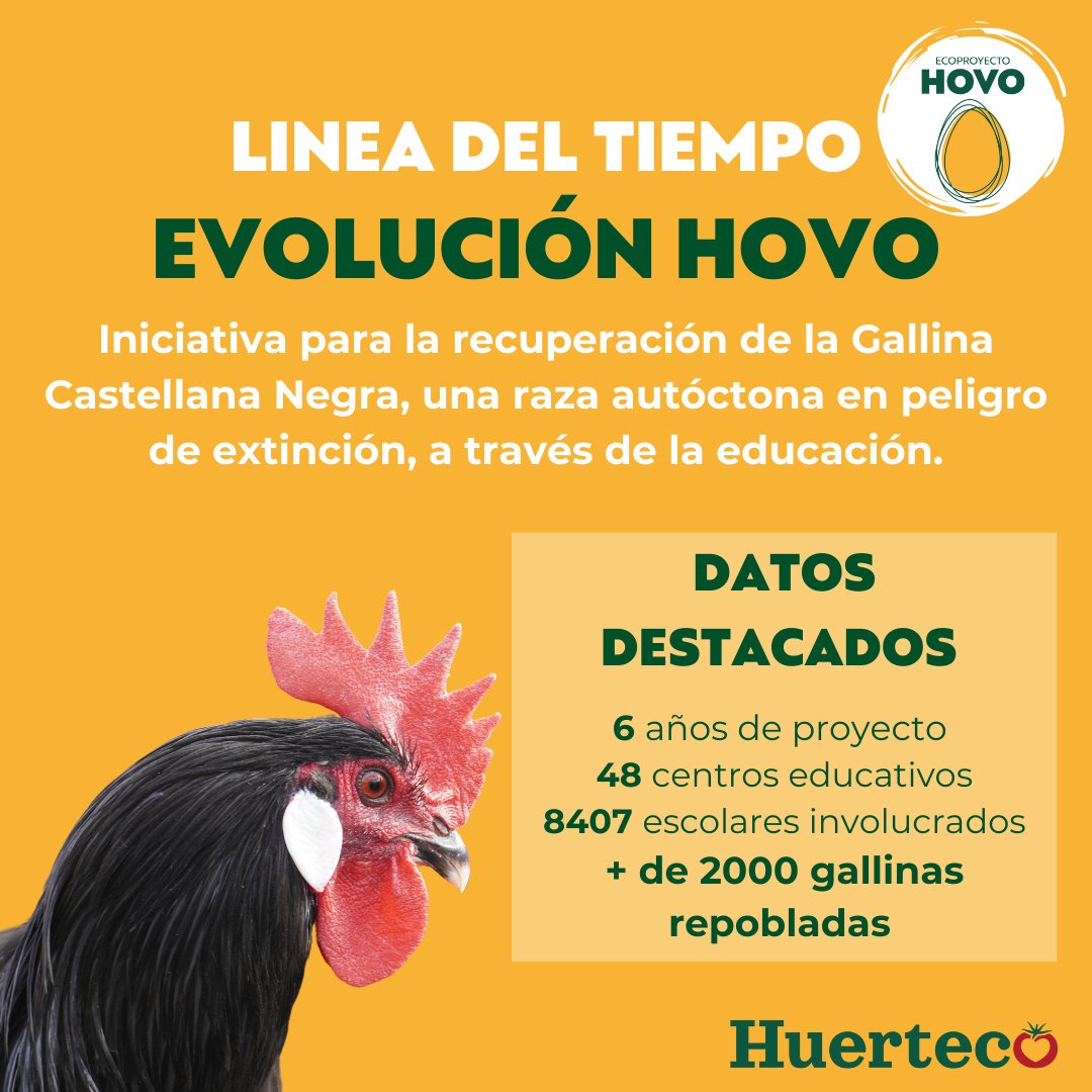 Huerteco1's tweet photo. 📣Descubre la Evolución del Ecoproyecto #Hovo
¡6 años en este viaje educativo hacia la recuperación de la #GallinaCastellanaNegra!🐔🖤, raza autóctona en peligro de extinción. 48 centros, 8407 escolares involucrados, ¡y más de 2000 gallinas repobladas 👉https://t.co/YGuP8AdFp5 https://t.co/HB6kZpqJRO