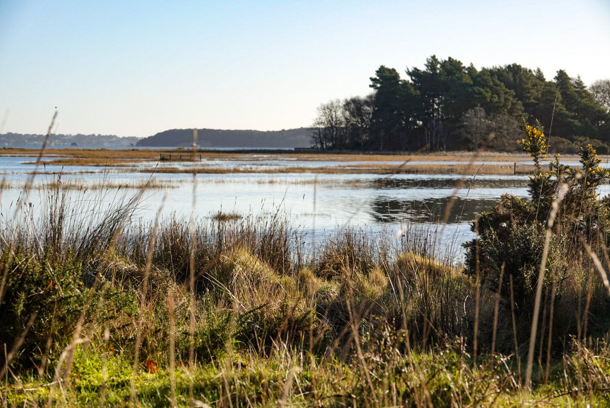 LesleyCashell's tweet image. Arne, Poole Harbour @StormHour @ThePhotoHour @BBCSouthWeather @goDorset @visit_dorset @DorsetMag @lovefordorset @GreenDorset @Dorset_NL @dorsetlandscape @RSPBEngland