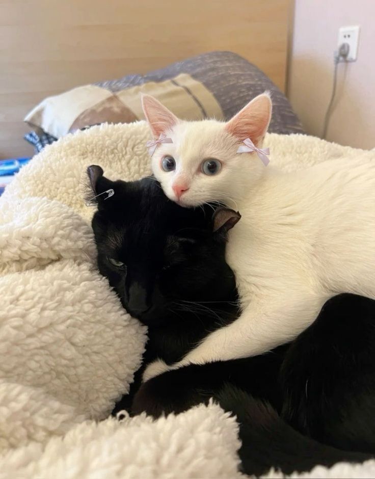 Black cats are not bad luck tweet media
