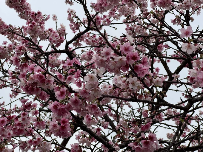 台北市内湖区の楽活公園に行って桜を見た