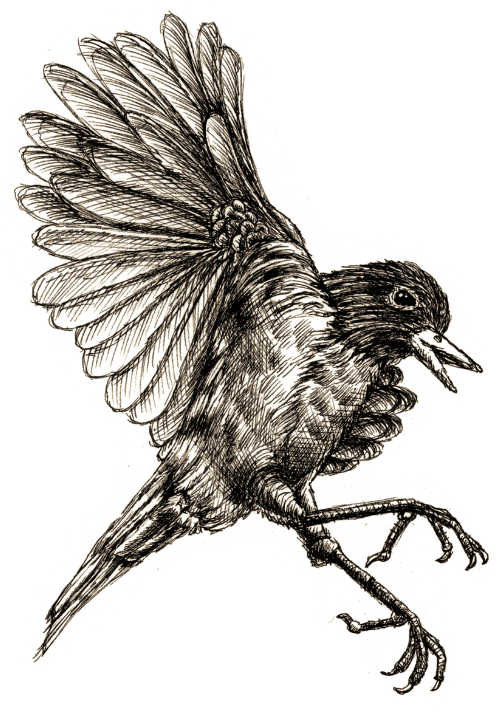 CraigKunce's tweet photo. Chapter book pen &amp; ink illustrations https://t.co/OAEoCm4s75