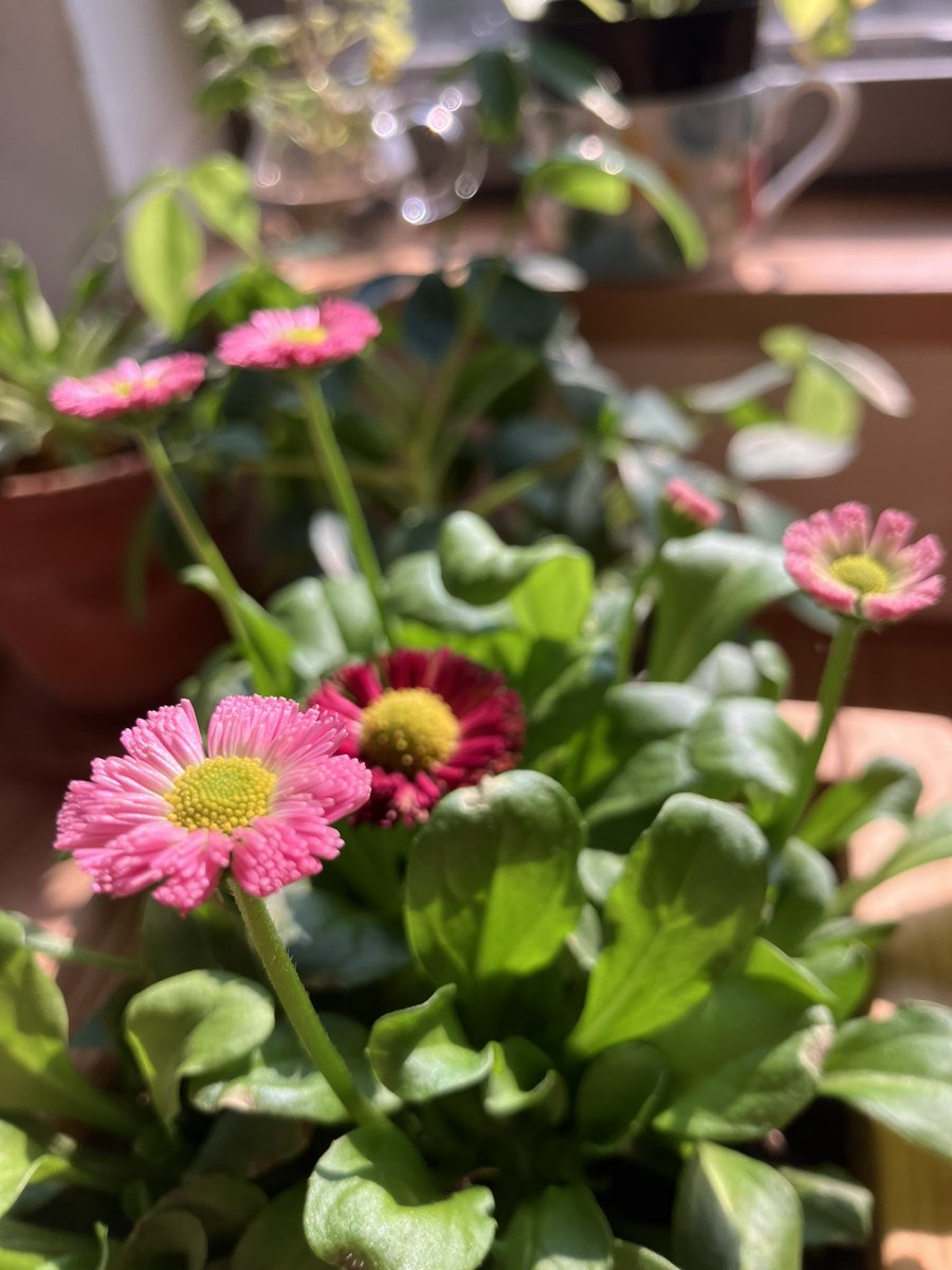 himawawari's tweet photo. 長男がホームセンターで選んだお花がどんどん花を咲かせていて、それを毎日すごく嬉しそうに眺めている🌸
春を感じさせるような日差しもちらほら。来週は雪予報だけど・・

さて来週、とっても久しぶりのライブのお知らせがあります☘️✨お楽しみに♪ https://t.co/EpBEcuigMm