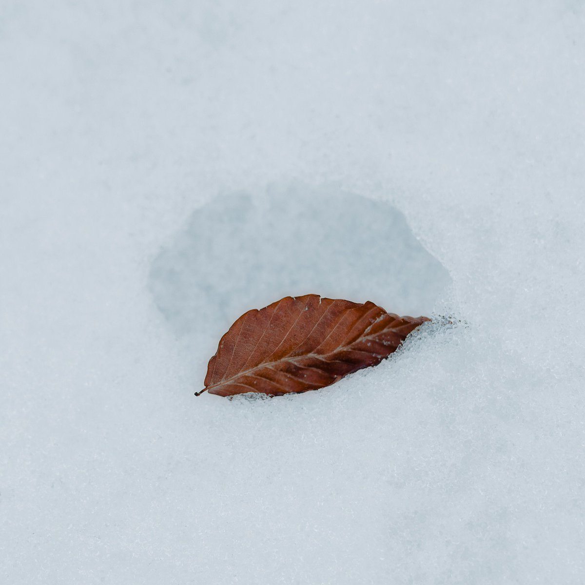 OiShot12's tweet photo. The last emissary 

@OiShot12 

#winter #greybruce #lawrencegriffin #NaturePhotograhpy #photographer #Ontario #Canada #greatlakesphotographer https://t.co/9RMWdjfGNh