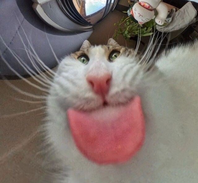 저 여캐 애프리콧
가져야되요
진심으로