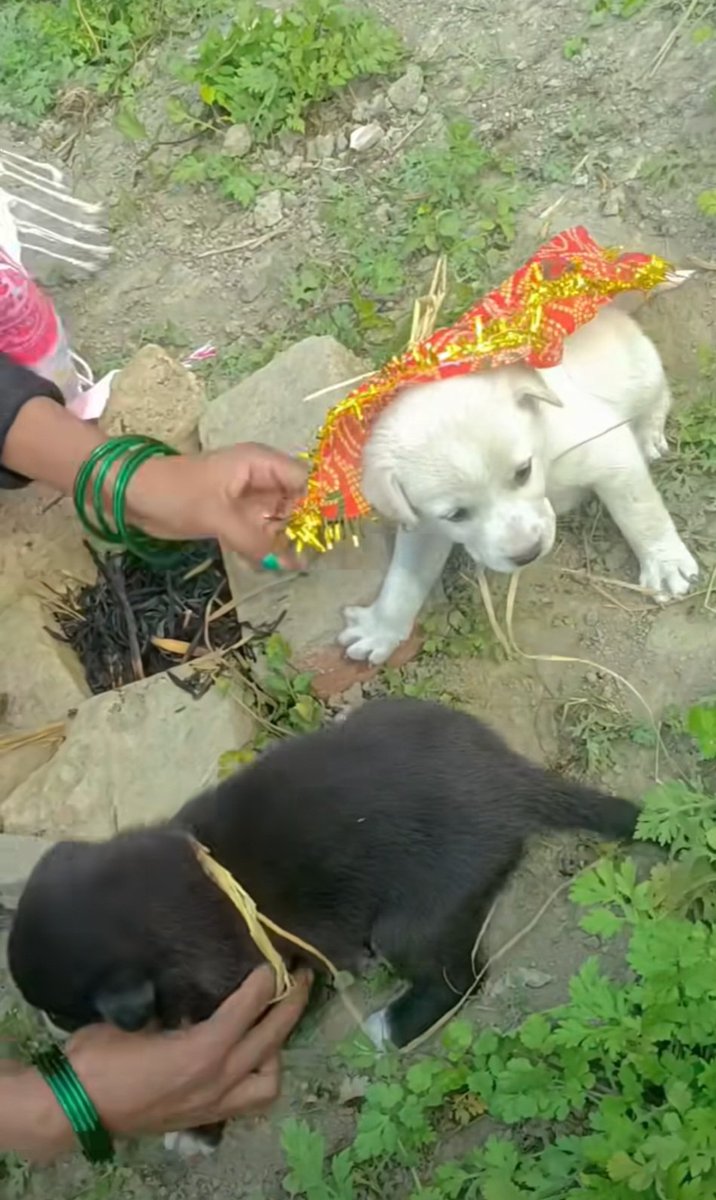 मेरी पसंद से शादी हो रही है आप लोग प्रसाद खाने जलूल-जलूल आना। 😍😁👇