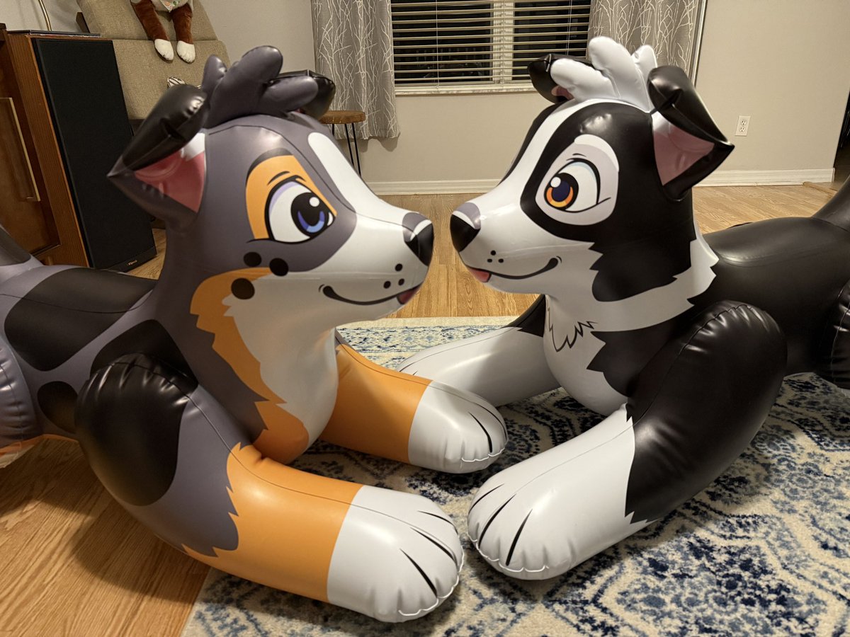 Max is meeting Finn for the first time 🐶 say hello to Finn Collie 🐾