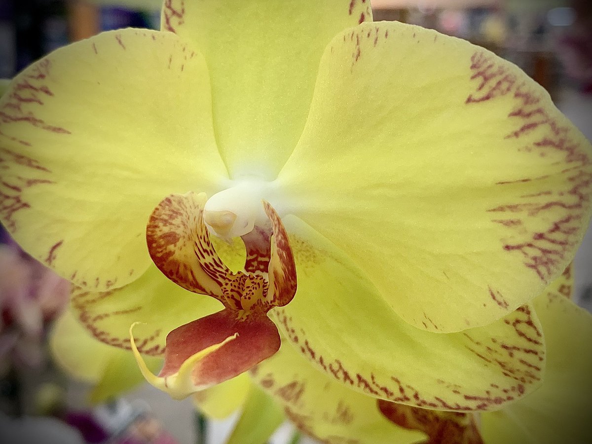 ElisabethFriday's tweet photo. 📸 Photo of the Day 1/30/2025 📷

Captured in today’s photo is nature's artistry of a stunning yellow Moth Orchid. Orchids symbolize beauty, strength, and love. 💗 
https://t.co/hOL1SMjPzE
#PhotosOfTheDay #NaturesBeauty #HiddenBeauty #MothOrchid #BloomingMagic #FloralWonder https://t.co/TjzwMuMda4