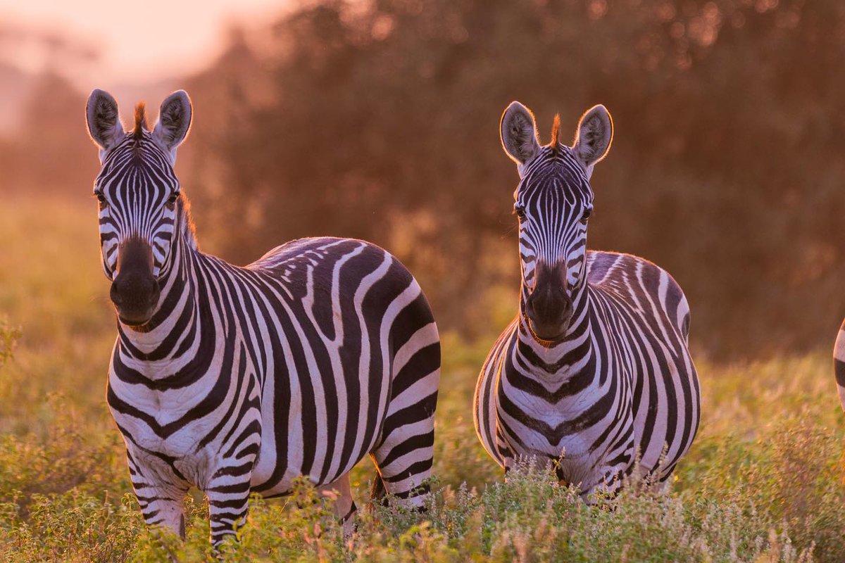 Kenya Wildlife Service (@kwskenya) on Twitter photo ๐๐๐ฉ๐ฉ๐ฒ ๐๐ง๐ญ๐๐ซ๐ง๐๐ญ๐ข๐จ๐ง๐๐ฅ ๐๐๐๐ซ๐ ๐๐๐ฒ! ๐ฆโจToday, we celebrate the striped beauties of the wild! Did you know that a zebraโs powerful hind legs can deliver a kick strong enough to break a predatorโs jaw? They can also run at speeds of up to 65 km/h to escape ๐๐๐ฉ๐ฉ๐ฒ ๐๐ง๐ญ๐๐ซ๐ง๐๐ญ๐ข๐จ๐ง๐๐ฅ ๐๐๐๐ซ๐ ๐๐๐ฒ! ๐ฆโจToday, we celebrate the striped beauties of the wild! Did you know that a zebraโs powerful hind legs can deliver a kick strong enough to break a predatorโs jaw? They can also run at speeds of up to 65 km/h to escape