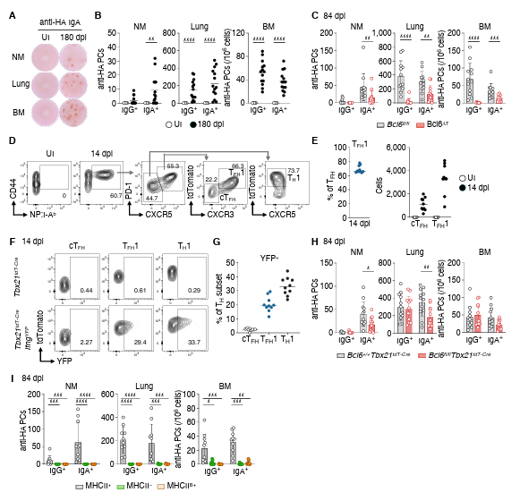 Waggoner Lab (@labwaggoner) on Twitter photo Unconventionally primed type 1 Tfh are required for long-lived IgA plasma cell development following mucosal viral infection
doi.org/10.1101/2025.0…
<a href="/JenGommerman/">Dr. Jen Gommerman</a> Unconventionally primed type 1 Tfh are required for long-lived IgA plasma cell development following mucosal viral infection
doi.org/10.1101/2025.0…
<a href="/JenGommerman/">Dr. Jen Gommerman</a>