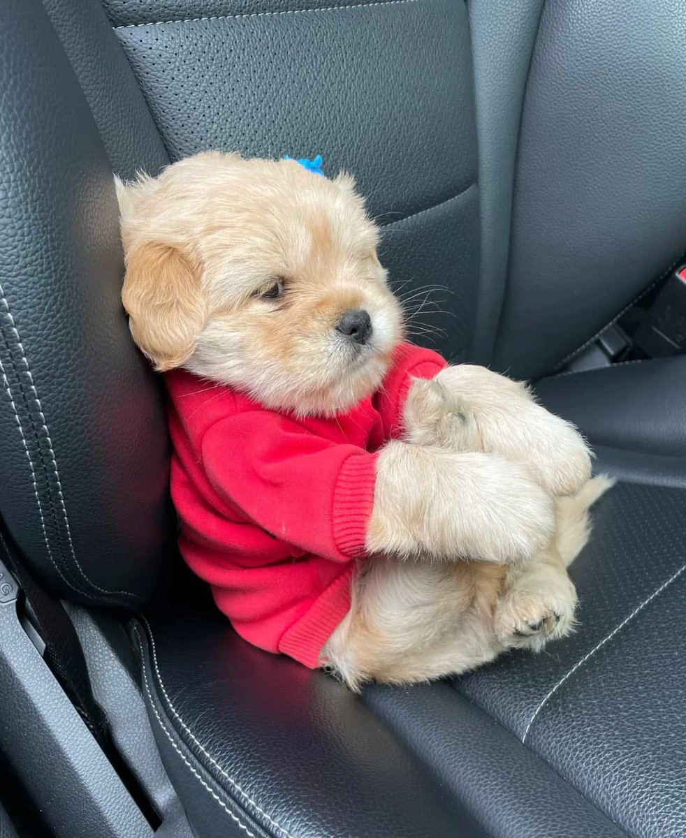 yo después de decir mal las instrucciones del maps