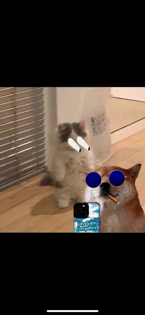 Bakiisbased7's tweet photo. $Michi 🤝 $Selfie https://t.co/8Grs5ZyPFr