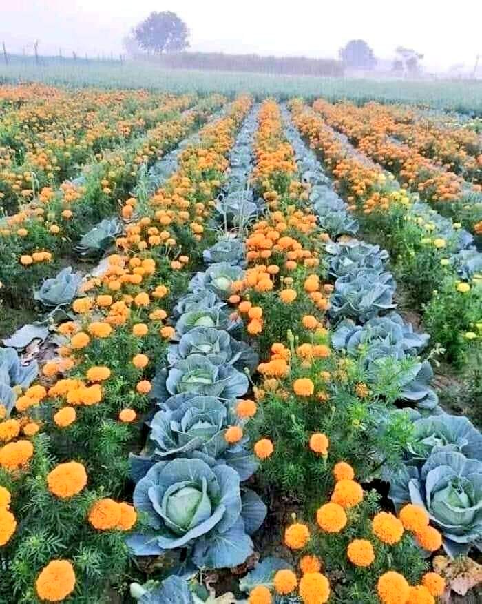 JKFarmingTips's tweet photo. Natural Pest Control for Cabbage! 🌿

Plant Tagetes minuta (Mexican marigold) alongside cabbage to repel pests, boost soil health, and increase yield naturally and sustainable! 🌼🚜 For small and large scale farmers.

#CabbageFarming #PestControl  #SustainableFarming #JKFarm https://t.co/2R4RLtJIzJ
