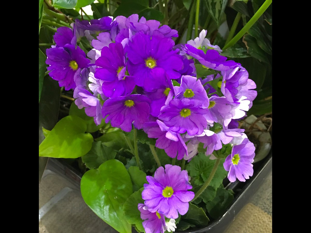 Angela13403240's tweet photo. #ByeByeJanuary 
#Winterseason 
#GoodMorningEveryone 
#goedemorgen 

Have a beautiful day🍀🌤️☕️🫖
#Bloemenplanten https://t.co/Jx3RXgS7tW