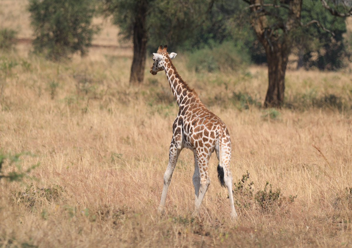 GoExplore Safaris - DMC tweet media