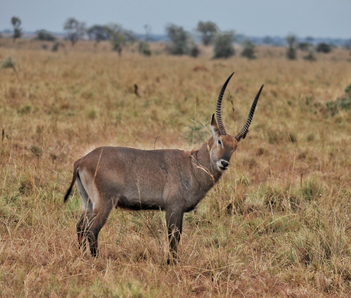 GoExplore Safaris - DMC tweet media