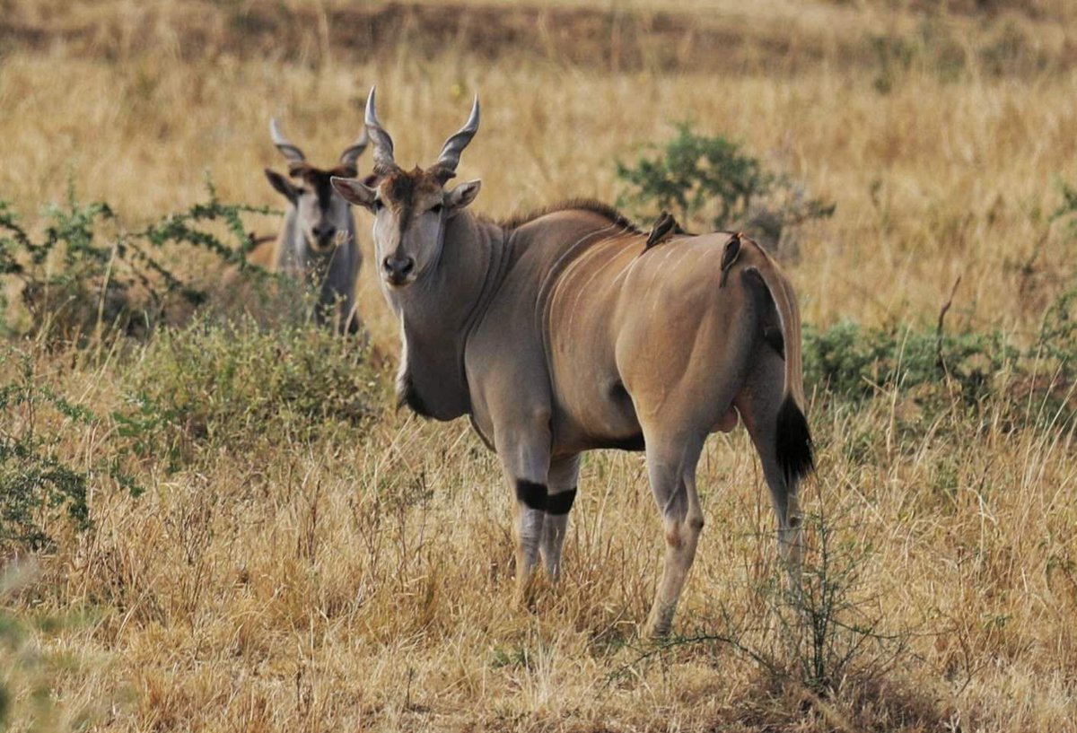 GoExplore Safaris - DMC tweet media