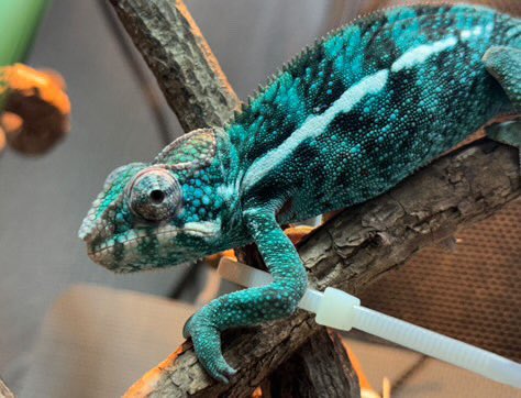 カメレオン Hitoshi (@hikundaaa) / Posts / X