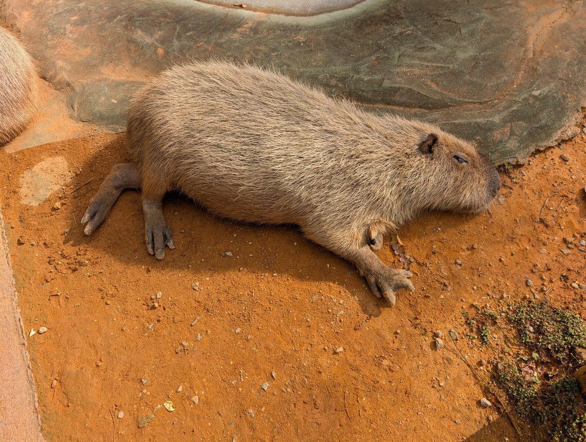 寝るボスは育つ(^^)
#東南植物楽園
#美らヤシパークオキナワ
#沖縄　#カピバラ　#ヒカル
#カピバラ牧場