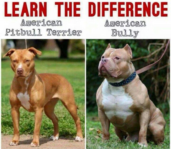 Adabear_Art's tweet photo. regular reminderrrrr. pitbull is NOT an umbrella term. if your dog doesn't look like a coked out protein guzzling hard-cutting gymfucker, it's probably not a pitbull https://t.co/dzcTq16SMH