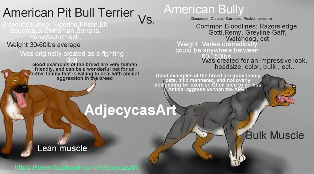 Adabear_Art's tweet photo. regular reminderrrrr. pitbull is NOT an umbrella term. if your dog doesn't look like a coked out protein guzzling hard-cutting gymfucker, it's probably not a pitbull https://t.co/dzcTq16SMH