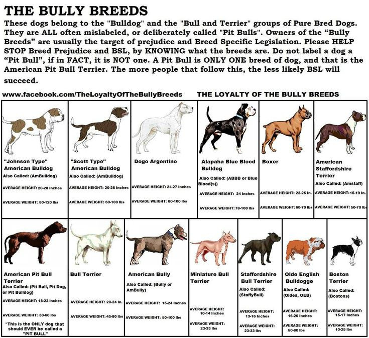 Adabear_Art's tweet photo. regular reminderrrrr. pitbull is NOT an umbrella term. if your dog doesn't look like a coked out protein guzzling hard-cutting gymfucker, it's probably not a pitbull https://t.co/dzcTq16SMH