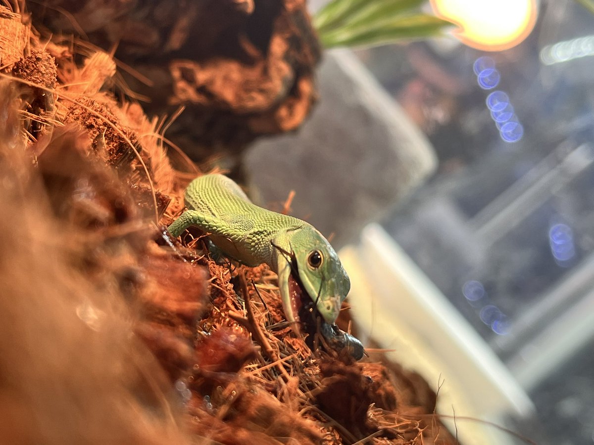 reptilespro03's tweet photo. 閉店まで残り10日となりました🙂

有難いことに閉店セール早々に沢山生体のお迎えをしていただいております✨

最後まで沢山の人にお迎えをしていただきたいと思い、急遽 少数精鋭の生体の入荷をしておりますので、是非最後の日までよろしくお願いします🙇‍♀️
 #れぷたいるずプロ #爬虫類 #爬虫類ショップ https://t.co/8e5vJb5uPN