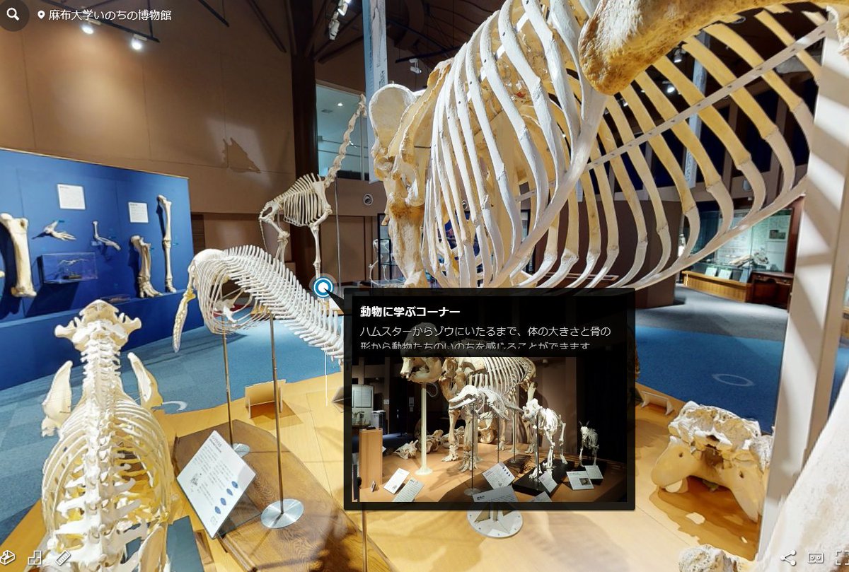 Life_Museum_AU's tweet photo. 2月2日は #VRの日✨
なんと！ #いのちの博物館 はお手元のスマートフォンやパソコンでご見学頂ける #VR を公開しています。
☞https://t.co/zndzQxulKc
また、VRヘッドセット(#OculusQuest2)にも対応しています！
展示室の中を歩くだけでは覗けない角度から、標本を観察してください😀🖥️⌨️💻📲🖱️✨🥽 https://t.co/60XpYSDizs