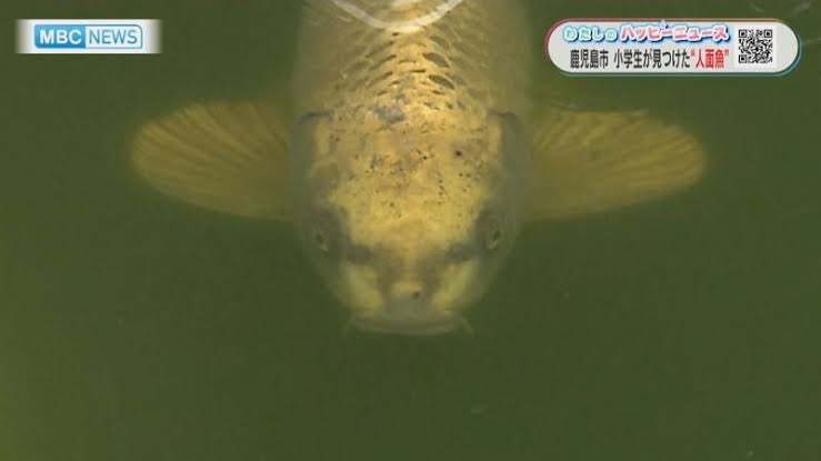 ShinjukuSokai's tweet photo. 新成人は人面魚とか知らないんだろうな。
人面犬と口裂け女も知らないんだろうな。 https://t.co/spECavtCKc