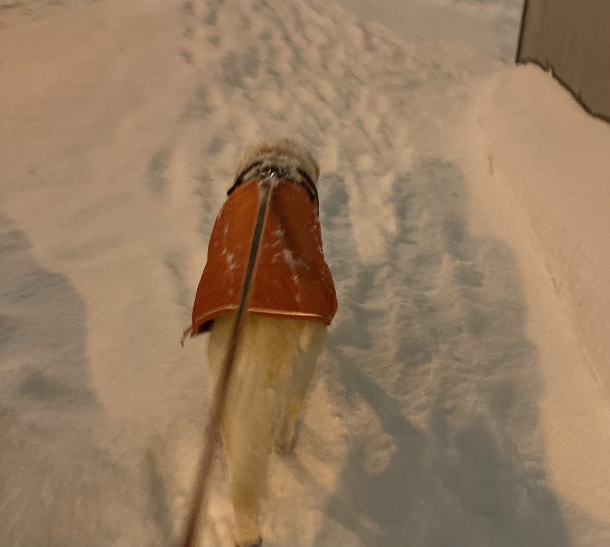 テルモ＠きよたKAZEラボ🍃 tweet media