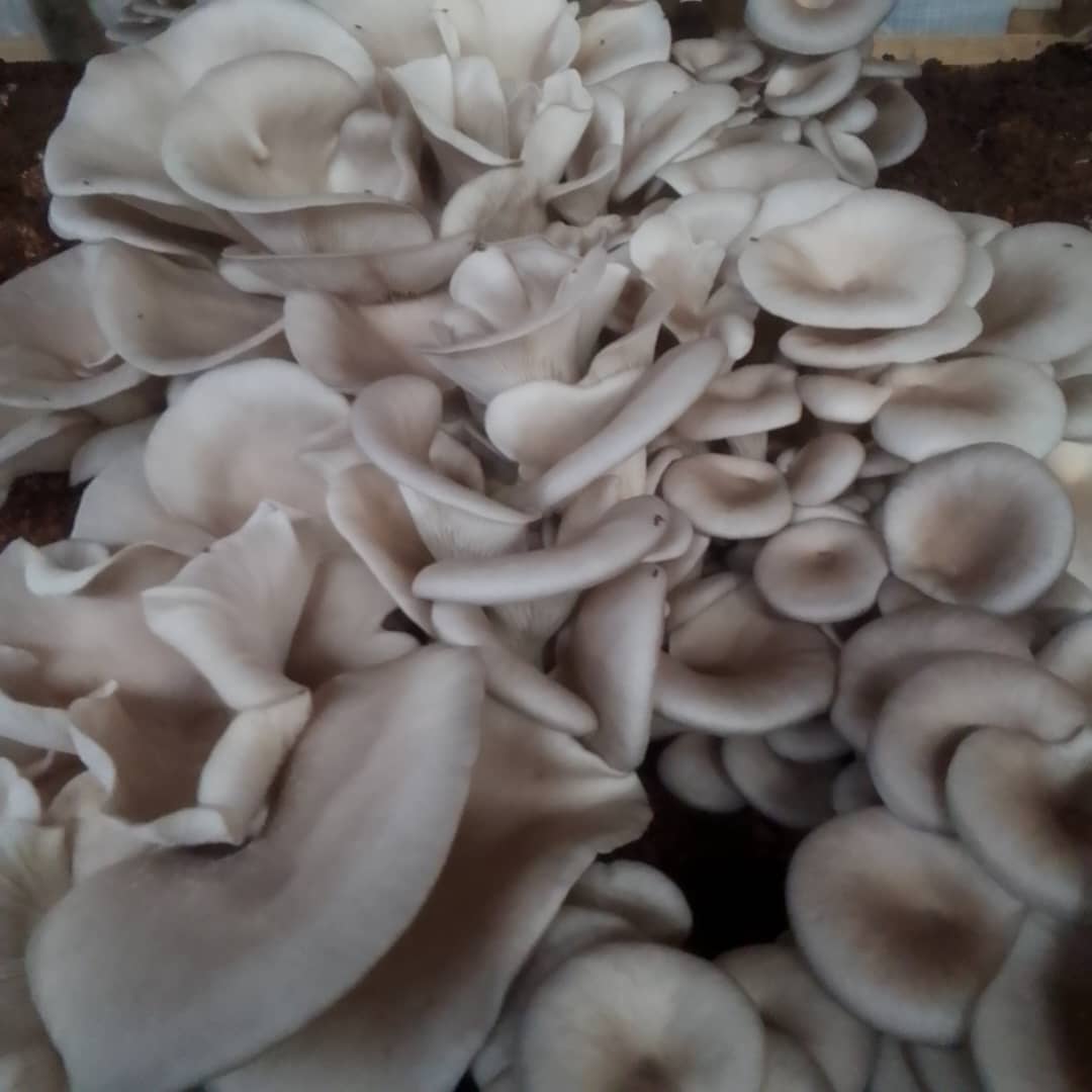 Yesterday <a href="/MUGABOJules/">MUGABO Jules</a> from  RAB  has visited <a href="/Philemonfarm/">Philemon farm</a> . The visit was to see the team which were set up in conference held on 6 December 2024 to solve some challenges of that  mushroom farmers sometimes lack the spawn due to is found in only one place at rubona (china