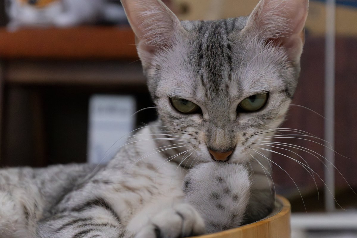 itasute's tweet photo. 何か良からぬことを企んでる顔のまうさん

#猫 #エジプシャンマウ https://t.co/DokYuNWCOB