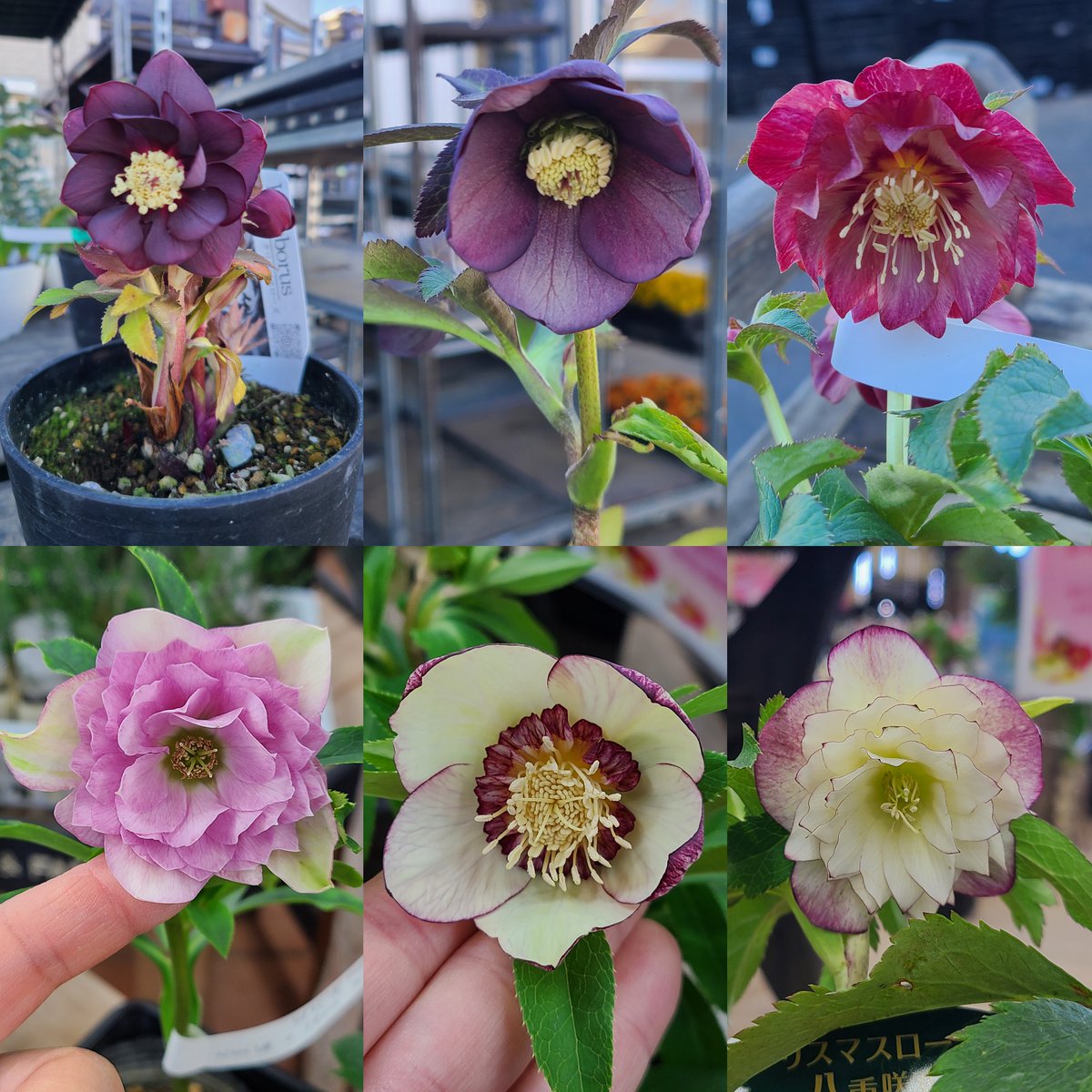 ガーデンセンターひたちなか店】 ✨クリスマスローズ入荷情報✨ お待た