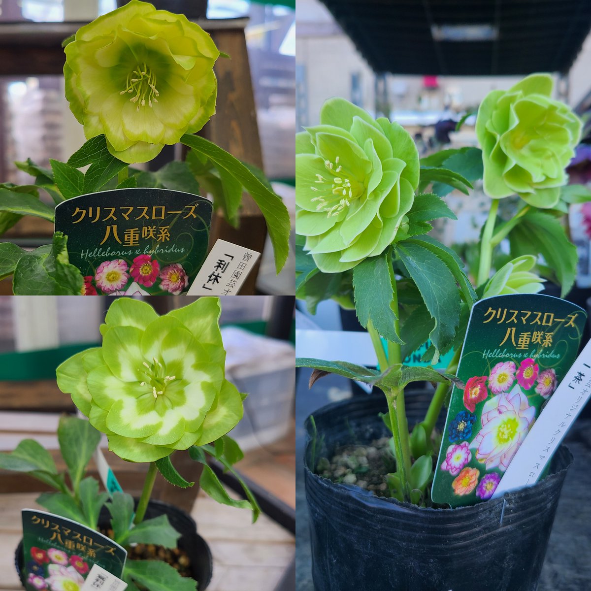 ガーデンセンターひたちなか店】 ✨クリスマスローズ入荷情報✨ お待た