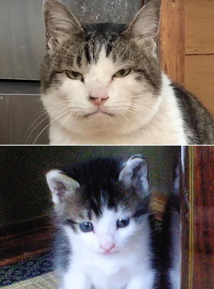 まさか、こんなんに
なるとは思いませんでしたわ
#猫