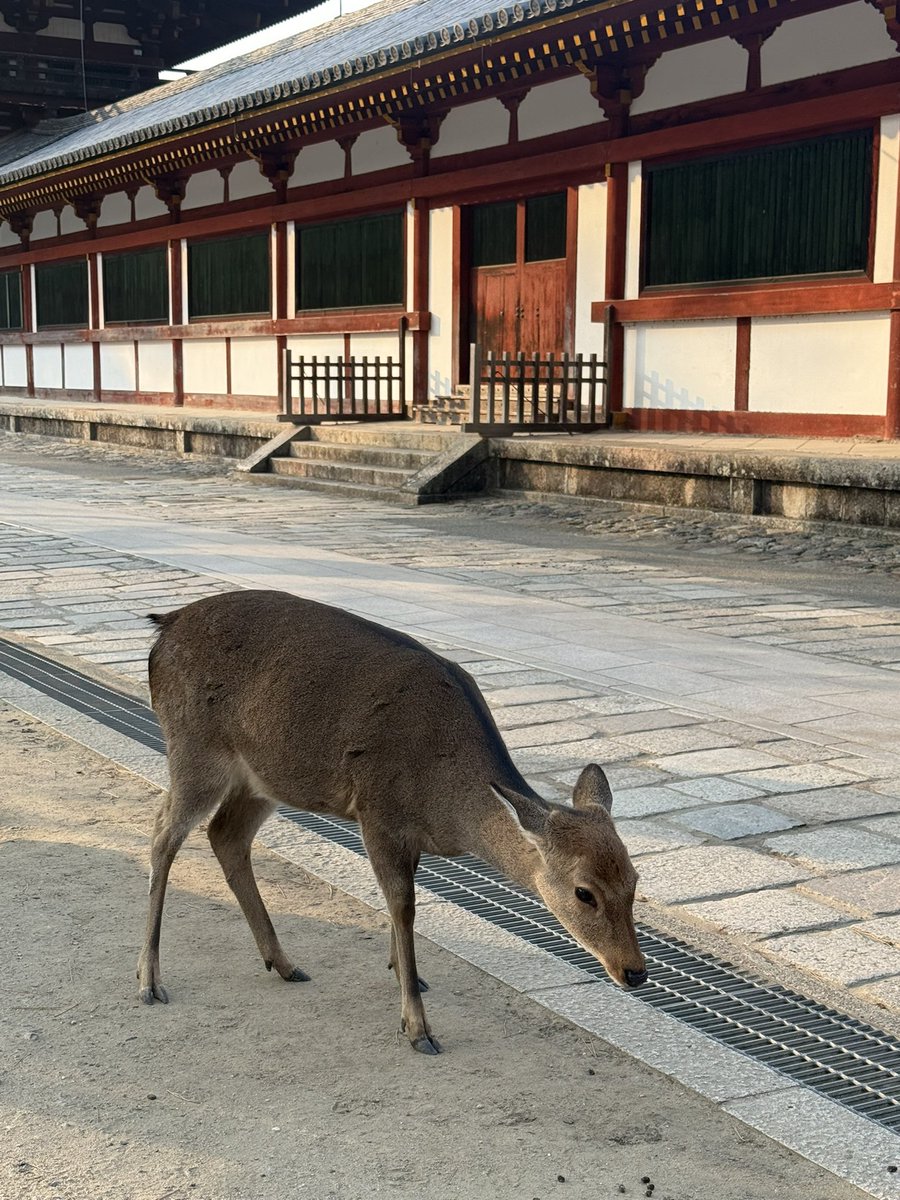 baimaken0218's tweet photo. 🦌🦌大顺！ https://t.co/LBvLFo5Qfc