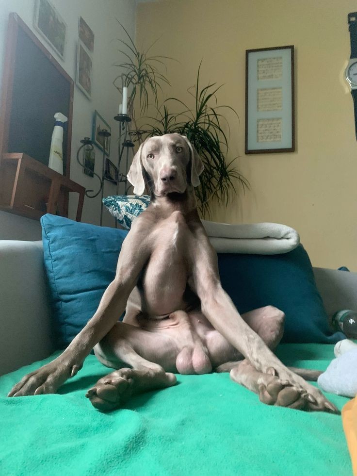 سگ بگیرم از افسردگی دربیام
سگم: