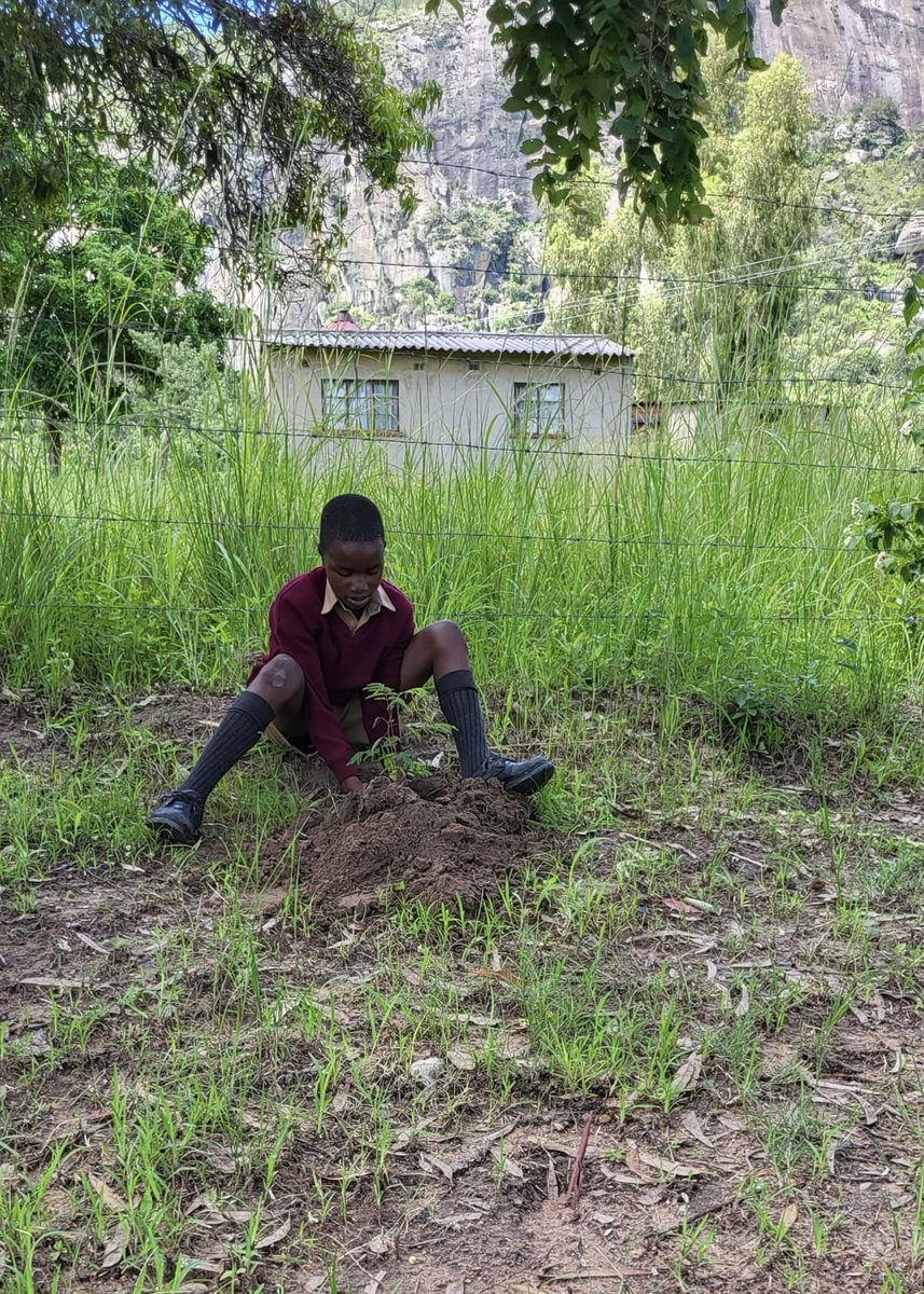 love_zimbabwe's tweet photo. 🌳 Tree Planting Update! 🌳

We are thrilled to share the progress of our tree-planting efforts! Over the last 8 weeks, we’ve planted an incredible 1,800 trees across five schools, the local community, and the new land generously provided to Love Zimbabwe. 

#LoveZimbabwe https://t.co/i8tesLQm4f