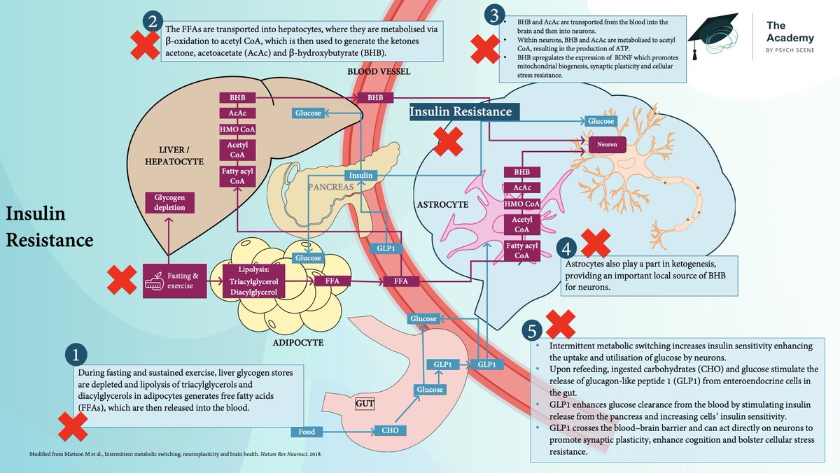sanilrege's tweet photo. 🧵Insulin Resistance & Psychiatry - We knew it then ; What's changed? 1/11