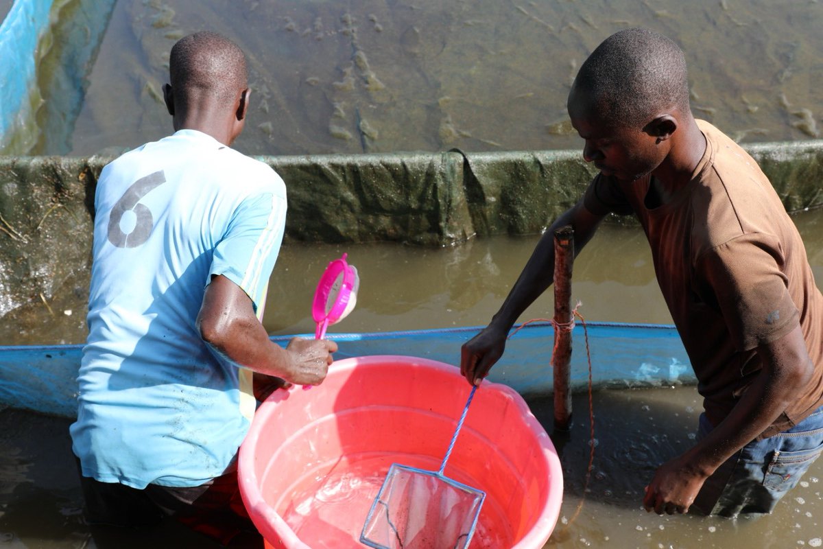 WycliffeOchiaga's tweet photo. I am excited to announce the successful completion of the modern fingerlings hatchery at Kibos ITTC. 

Currently  the facility produces 70,000 monosex fingerlings daily with plans to double this output at full capacity.

This achievement marks a significant step forward in strengthening aquaculture within the Lake Victoria catchment area, driving the growth of the Blue Economy, advancing the #BETA agenda, and fulfilling @LBDAgov commitment to sustainable development.

 The hatchery supports enhanced fish farming, bolsters food security, and creates job opportunities, while also championing climate-smart agricultural practices. 

By reducing pressure on wild fish stocks and promoting sustainable water use, this initiative contributes to long-term climate resilience and our commitment as LBDA to deliver on smart agriculture and promote food security.

#BlueEconomy #Aquaculture 
#climateaction 
#Smartagriculture
#BETA
#Sustainablefisheries
#Foodsecurity