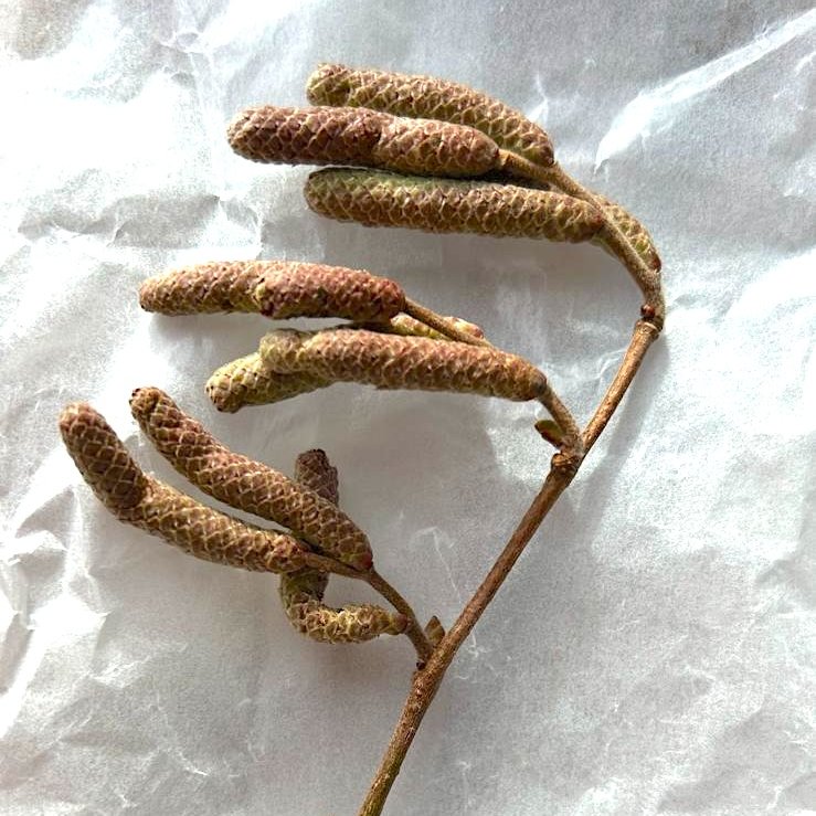 Die Hasel (Corylus avellana) steht in den Startlöchern – nur noch ein paar Sonnenstrahlen, dann geht’s los! 🌿☀️ #Frühlingsbote #Hasel