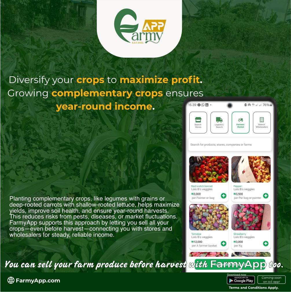 farmyapp's tweet photo. Diversify your crops to maximize profit.

Growing complementary crops ensures year-round income.

This reduces risks from pests, diseases, or market fluctuations.

#FarmyApp supports this approach by letting you sell all your crops-even before harvest - connecting you with buyers https://t.co/znulUZlIqW
