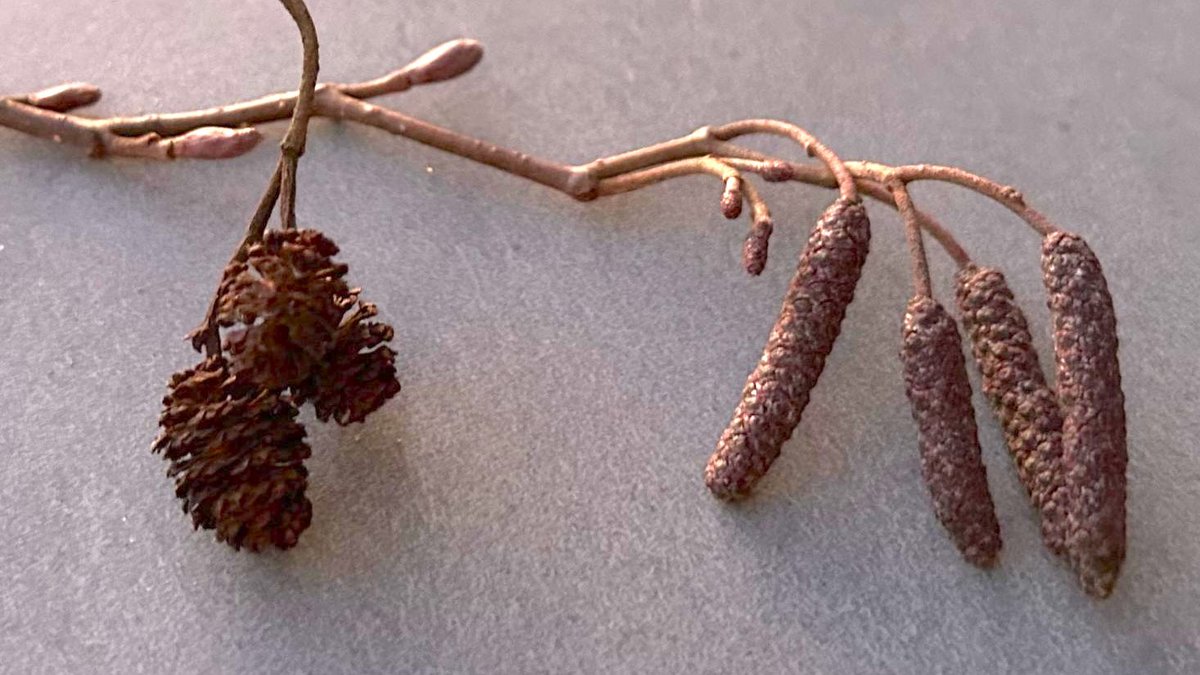 Schon Ende Dezember zeigten sich die ersten Blüten und Pollen der Schwarzerle (Alnus glutinosa). Ein früher Start in die Saison! 🌿
Fun Fact: Ihr Holz ist unter Wasser extrem haltbar – deshalb wurde es früher für Pfahlbauten und Brückenfundamente genutzt! 🌊🪵
#Schwarzerle #Blüte