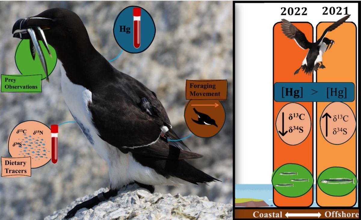 Christina Petalas (@c_petalas) on Twitter photo New paper alert! 🚨
Check out our paper on how #seabird #mercury burdens vary with foraging tactics #teamauk #Pollution
We found that foraging closer to shore increased levels... Out now in <a href="/STOTEN_journal/">STOTEN</a> 🐣
@lavoie_raphael <a href="/ArcticEcology/">Kyle Elliott</a> <a href="/RoseM_Lacombe/">Rose Lacombe</a>
sciencedirect.com/science/articl… New paper alert! 🚨
Check out our paper on how #seabird #mercury burdens vary with foraging tactics #teamauk #Pollution
We found that foraging closer to shore increased levels... Out now in <a href="/STOTEN_journal/">STOTEN</a> 🐣
@lavoie_raphael <a href="/ArcticEcology/">Kyle Elliott</a> <a href="/RoseM_Lacombe/">Rose Lacombe</a>
sciencedirect.com/science/articl…