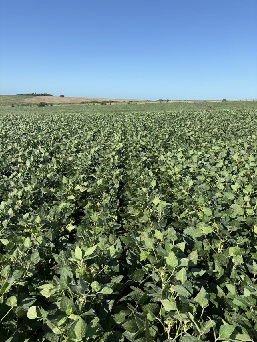 Pablo Saavedra tweet media