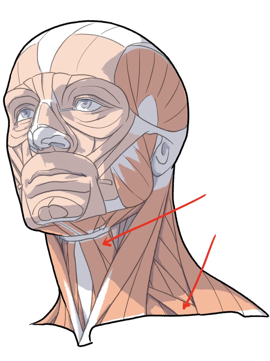 新刊にも掲載してました。引き出し線を書いてない図もありますけど、首が含まれる解剖図だったら描いてるんじゃないかと思います