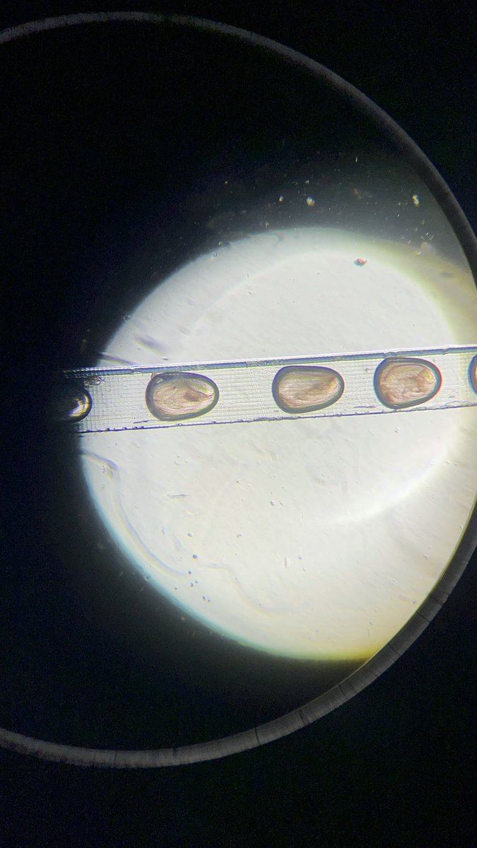 Particle synthesis with Microfluidic reactor 💪✨ MNP Research Group 
#science