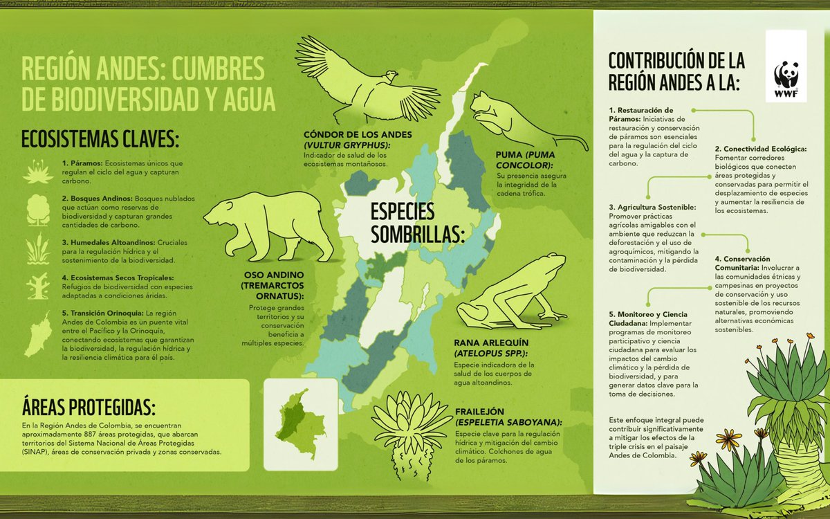 PÁRAMOS 🏔️, BOSQUES 🌳, HUMEDALES 💧… Estos son algunos de los ecosistemas que hacen de los Andes colombianos un territorio biodiverso y único del planeta. 

Así trabajamos por esta región: wwf.org.co/_donde_trabaja…